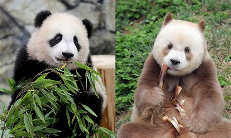 why pandas are only in china